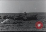 Standbild AEF Strafexpedition Mexiko, 1916, aus Sekunde 49 historischem Filmmaterial Videoclip 65675023058