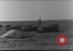 Standbild AEF Strafexpedition Mexiko, 1916, aus Sekunde 52 historischem Filmmaterial Videoclip 65675023058