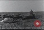 Standbild AEF Strafexpedition Mexiko, 1916, aus Sekunde 55 historischem Filmmaterial Videoclip 65675023058
