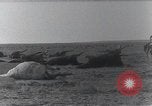 Standbild AEF Strafexpedition Mexiko, 1916, aus Sekunde 58 historischem Filmmaterial Videoclip 65675023058