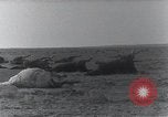 Standbild AEF Strafexpedition Mexiko, 1916, aus Sekunde 59 historischem Filmmaterial Videoclip 65675023058