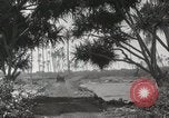Immagine di Paesaggio di montagna Hawaii USA, 1916, secondo 61 filmato di repertorio 65675023078