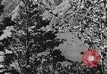 Image of flowers United States USA, 1937, second 27 stock footage video 65675023087