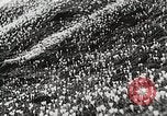 Image of flowers United States USA, 1937, second 32 stock footage video 65675023087