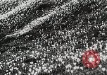 Image of flowers United States USA, 1937, second 33 stock footage video 65675023087