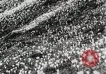 Image of flowers United States USA, 1937, second 34 stock footage video 65675023087