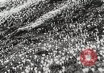 Image of flowers United States USA, 1937, second 35 stock footage video 65675023087