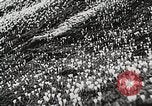 Image of flowers United States USA, 1937, second 36 stock footage video 65675023087