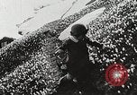 Image of flowers United States USA, 1937, second 44 stock footage video 65675023087