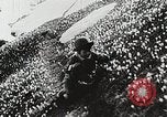 Image of flowers United States USA, 1937, second 46 stock footage video 65675023087