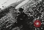 Image of flowers United States USA, 1937, second 48 stock footage video 65675023087