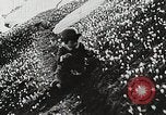Image of flowers United States USA, 1937, second 49 stock footage video 65675023087