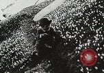 Image of flowers United States USA, 1937, second 50 stock footage video 65675023087