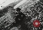 Image of flowers United States USA, 1937, second 51 stock footage video 65675023087