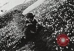 Image of flowers United States USA, 1937, second 52 stock footage video 65675023087