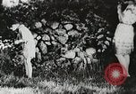 Image of flowers United States USA, 1937, second 56 stock footage video 65675023087