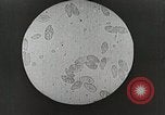 Image of Louis Pasteur United States USA, 1937, second 39 stock footage video 65675023088