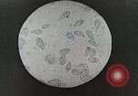 Image of Louis Pasteur United States USA, 1937, second 40 stock footage video 65675023088
