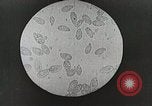 Image of Louis Pasteur United States USA, 1937, second 41 stock footage video 65675023088
