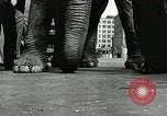 Image of Elephants bowling tourney Cincinnati Ohio USA, 1934, second 13 stock footage video 65675023131