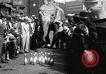 Image of Elephants bowling tourney Cincinnati Ohio USA, 1934, second 15 stock footage video 65675023131
