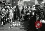 Image of Elephants bowling tourney Cincinnati Ohio USA, 1934, second 17 stock footage video 65675023131