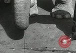Image of Elephants bowling tourney Cincinnati Ohio USA, 1934, second 19 stock footage video 65675023131