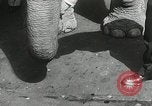 Image of Elephants bowling tourney Cincinnati Ohio USA, 1934, second 20 stock footage video 65675023131