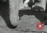 Image of Elephants bowling tourney Cincinnati Ohio USA, 1934, second 21 stock footage video 65675023131