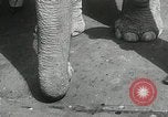 Image of Elephants bowling tourney Cincinnati Ohio USA, 1934, second 22 stock footage video 65675023131