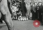 Image of Elephants bowling tourney Cincinnati Ohio USA, 1934, second 26 stock footage video 65675023131