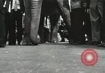 Image of Elephants bowling tourney Cincinnati Ohio USA, 1934, second 33 stock footage video 65675023131