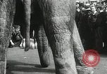 Image of Elephants bowling tourney Cincinnati Ohio USA, 1934, second 35 stock footage video 65675023131
