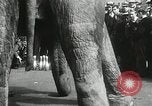 Image of Elephants bowling tourney Cincinnati Ohio USA, 1934, second 36 stock footage video 65675023131