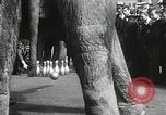 Image of Elephants bowling tourney Cincinnati Ohio USA, 1934, second 37 stock footage video 65675023131