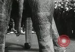 Image of Elephants bowling tourney Cincinnati Ohio USA, 1934, second 39 stock footage video 65675023131