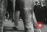 Image of Elephants bowling tourney Cincinnati Ohio USA, 1934, second 40 stock footage video 65675023131