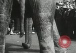 Image of Elephants bowling tourney Cincinnati Ohio USA, 1934, second 41 stock footage video 65675023131