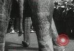 Image of Elephants bowling tourney Cincinnati Ohio USA, 1934, second 42 stock footage video 65675023131