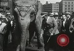 Image of Elephants bowling tourney Cincinnati Ohio USA, 1934, second 45 stock footage video 65675023131
