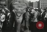 Image of Elephants bowling tourney Cincinnati Ohio USA, 1934, second 48 stock footage video 65675023131