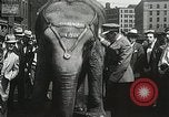 Image of Elephants bowling tourney Cincinnati Ohio USA, 1934, second 49 stock footage video 65675023131
