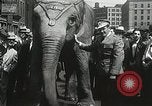 Image of Elephants bowling tourney Cincinnati Ohio USA, 1934, second 50 stock footage video 65675023131