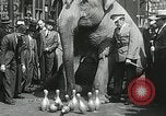 Image of Elephants bowling tourney Cincinnati Ohio USA, 1934, second 51 stock footage video 65675023131