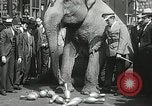 Image of Elephants bowling tourney Cincinnati Ohio USA, 1934, second 52 stock footage video 65675023131