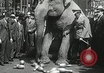 Image of Elephants bowling tourney Cincinnati Ohio USA, 1934, second 53 stock footage video 65675023131