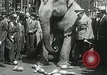 Image of Elephants bowling tourney Cincinnati Ohio USA, 1934, second 54 stock footage video 65675023131