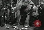 Image of Elephants bowling tourney Cincinnati Ohio USA, 1934, second 55 stock footage video 65675023131