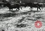 Image of Government workers plant trees Yacolt Washington USA, 1934, second 9 stock footage video 65675023133