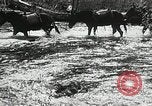Image of Government workers plant trees Yacolt Washington USA, 1934, second 10 stock footage video 65675023133